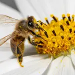 Ape d’Oro 2026, prorogati al 20 aprile i termini per le candidature in Provincia di Terni